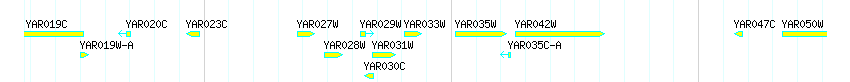 Genes detail