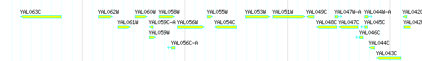 Genes detail
