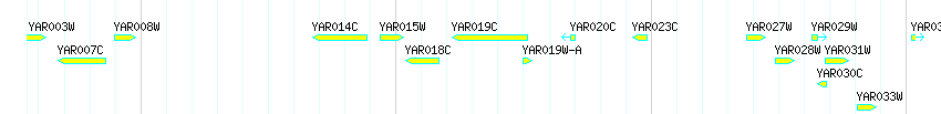 Genes detail