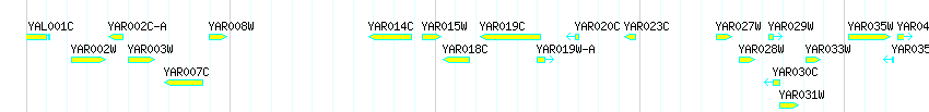Genes detail