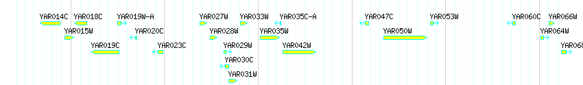 Genes detail