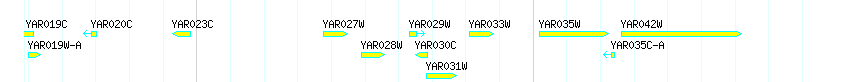 Genes detail