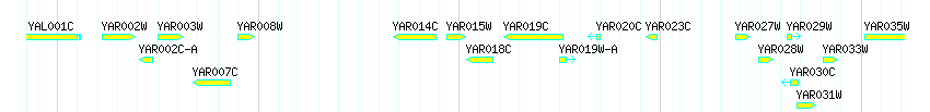 Genes detail