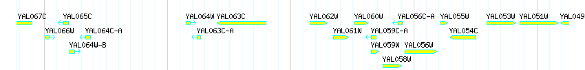 Genes detail