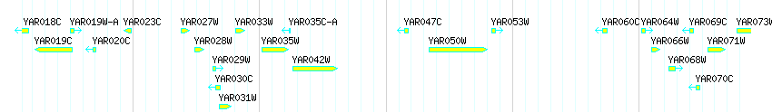 Genes detail