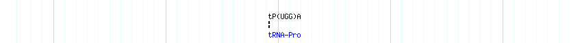 tRNAs detail