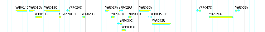 Genes detail