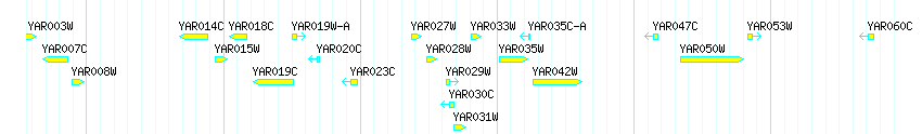 Genes detail