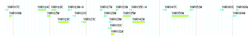 Genes detail