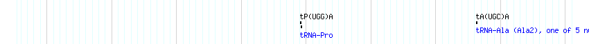 tRNAs detail