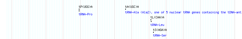 tRNAs detail