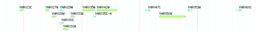 Genes detail