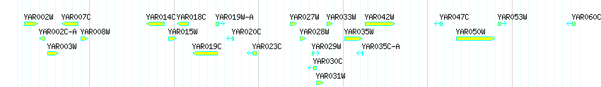 Genes detail