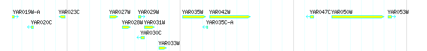 Genes detail