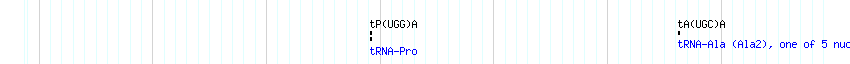 tRNAs detail