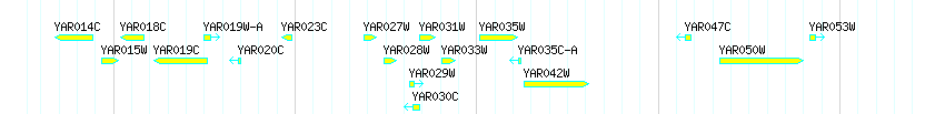 Genes detail