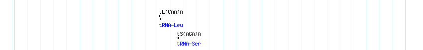 tRNAs detail