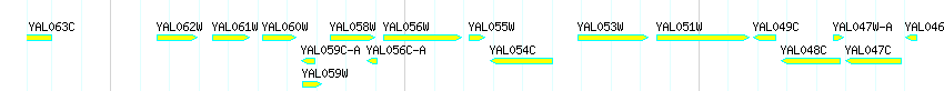 Genes detail