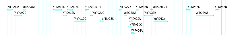 Genes detail