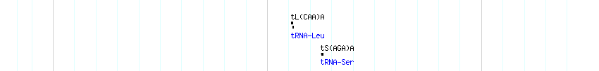 tRNAs detail