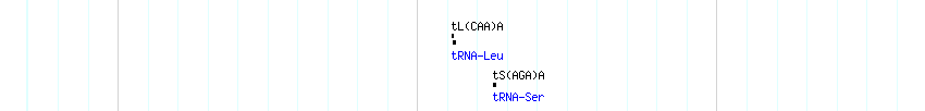 tRNAs detail