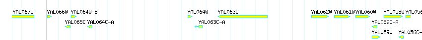 Genes detail