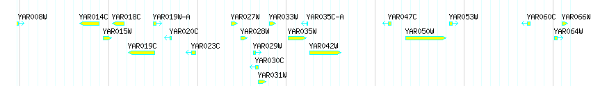 Genes detail