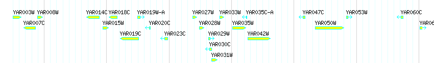 Genes detail