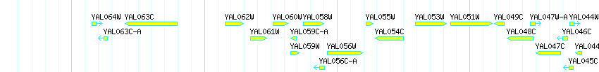 Genes detail