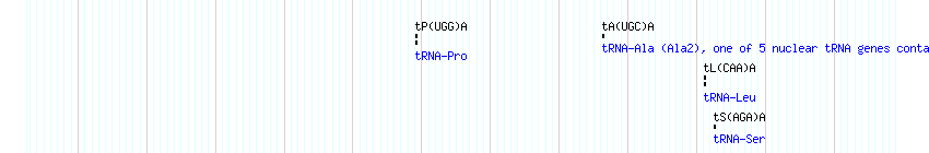 tRNAs detail