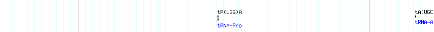 tRNAs detail