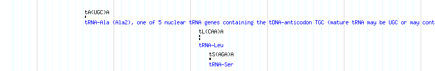 tRNAs detail