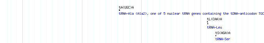 tRNAs detail