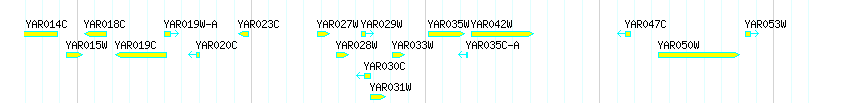Genes detail
