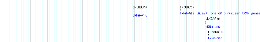 tRNAs detail