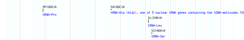 tRNAs detail