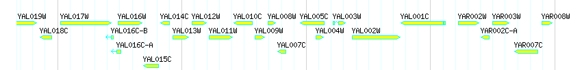 Genes detail