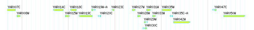 Genes detail