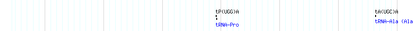 tRNAs detail