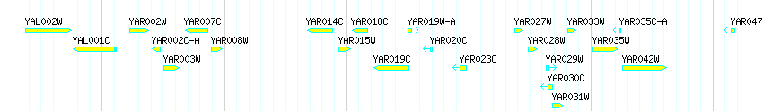 Genes detail