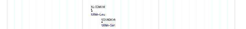 tRNAs detail