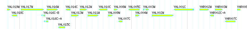 Genes detail