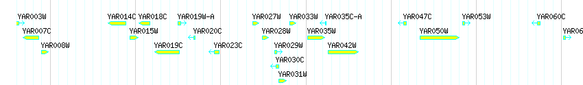 Genes detail