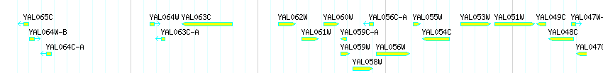 Genes detail