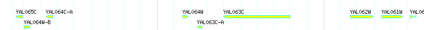 Genes detail