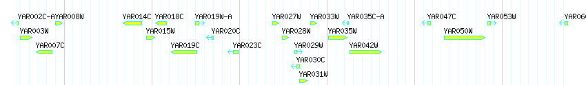 Genes detail