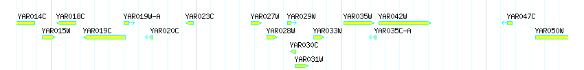 Genes detail