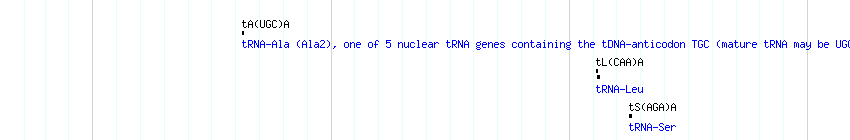 tRNAs detail