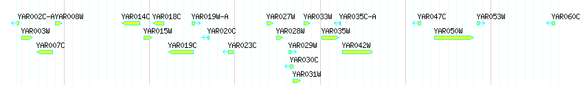 Genes detail