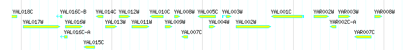 Genes detail